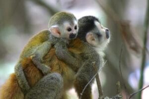 Two Central American squirrel monkeys in Costa Rica