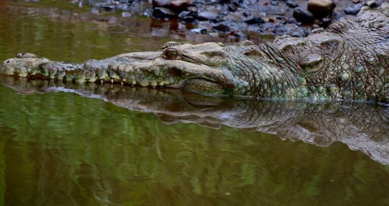Close-up of an American crocodile during a Tarcoles River tour