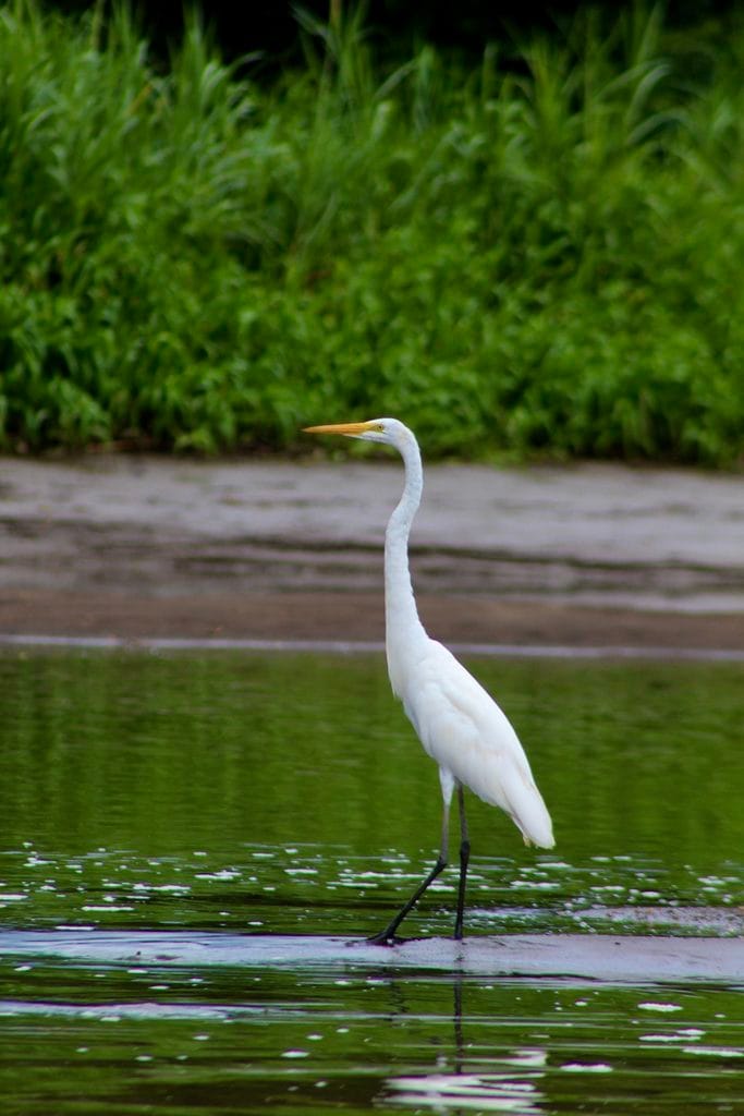 Great Egret standing in shallow water along the Tárcoles River in Costa Rica