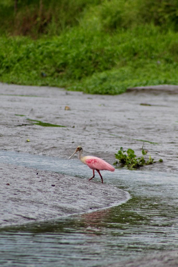 Roseate Spoonbill feeding in the wetlands of the Tárcoles River