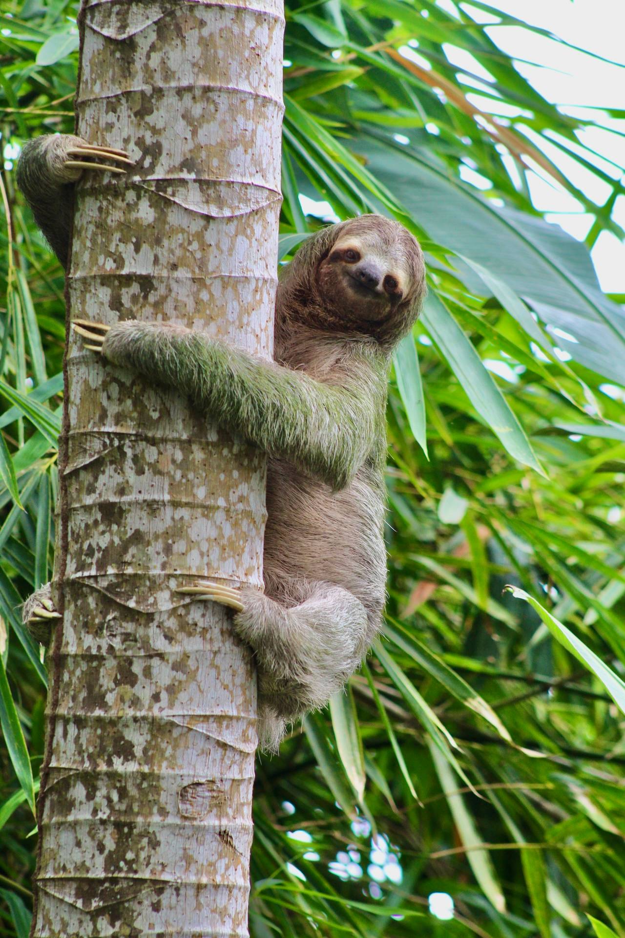 Three-toed sloth resting in a tree at Manuel Antonio National Park, Costa Rica