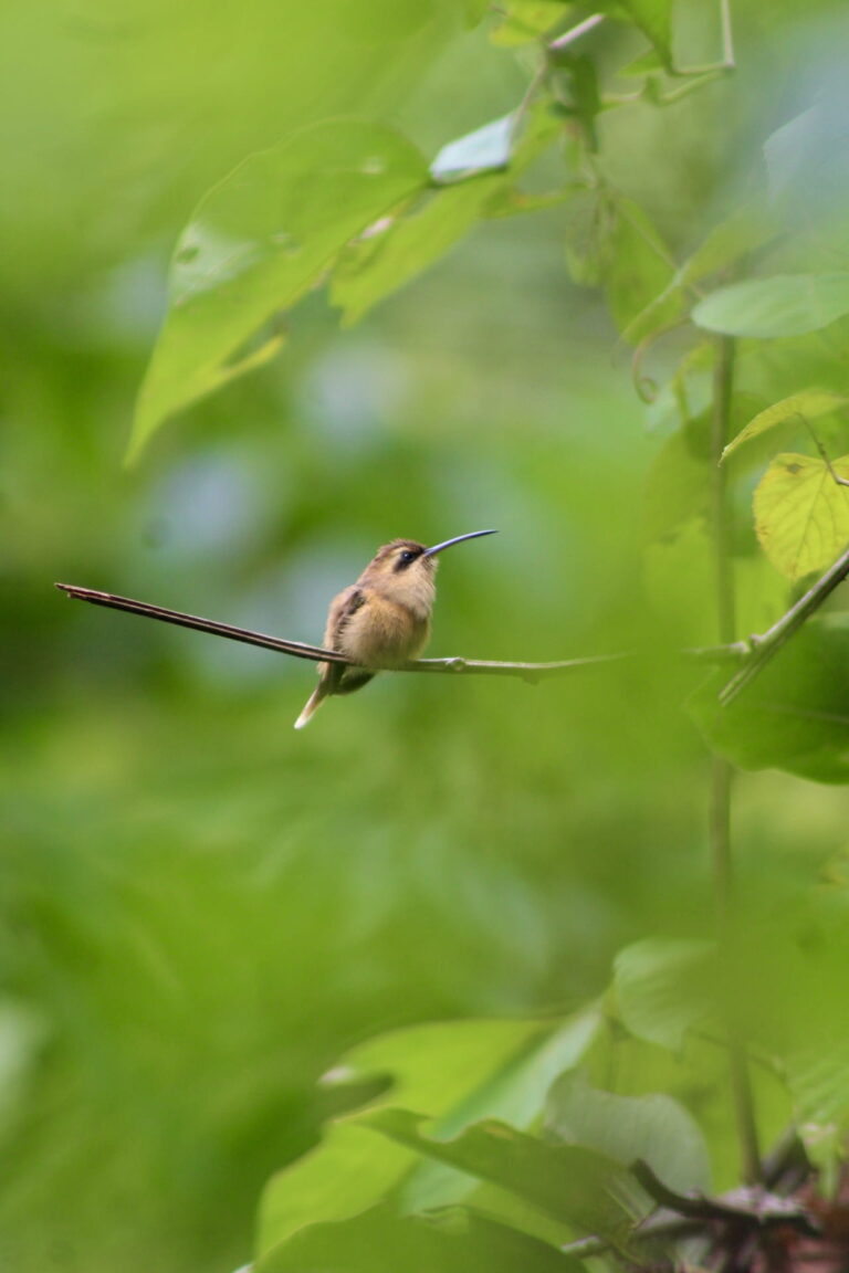 Hermit hummingbird perched on a branch in the Costa Rican rainforest