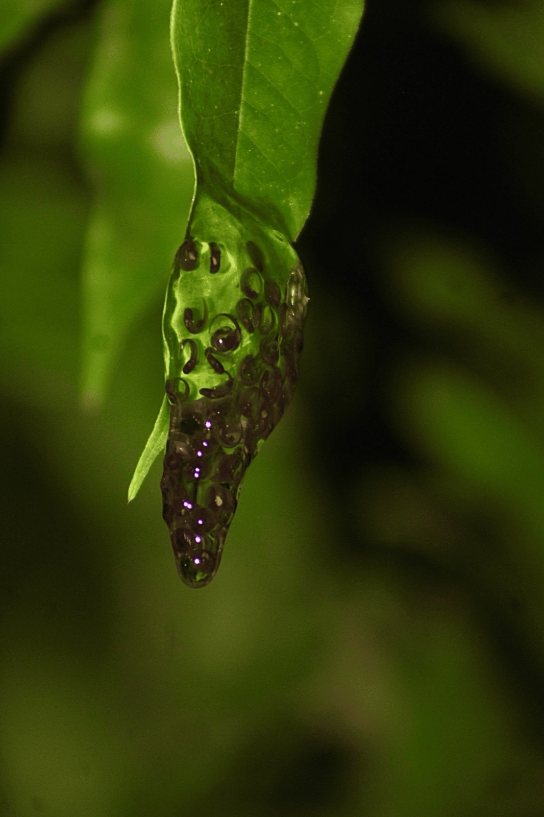 Frog egg clutch hanging from a leaf in the Jaco rainforest