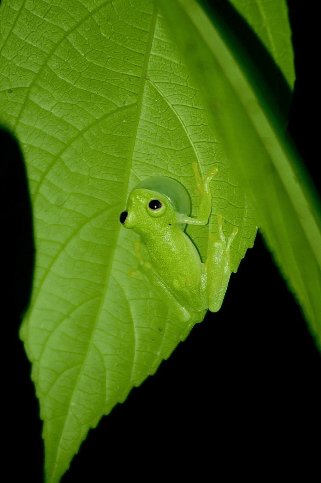 Glass frog resting under a leaf on a night tour in Costa Rica