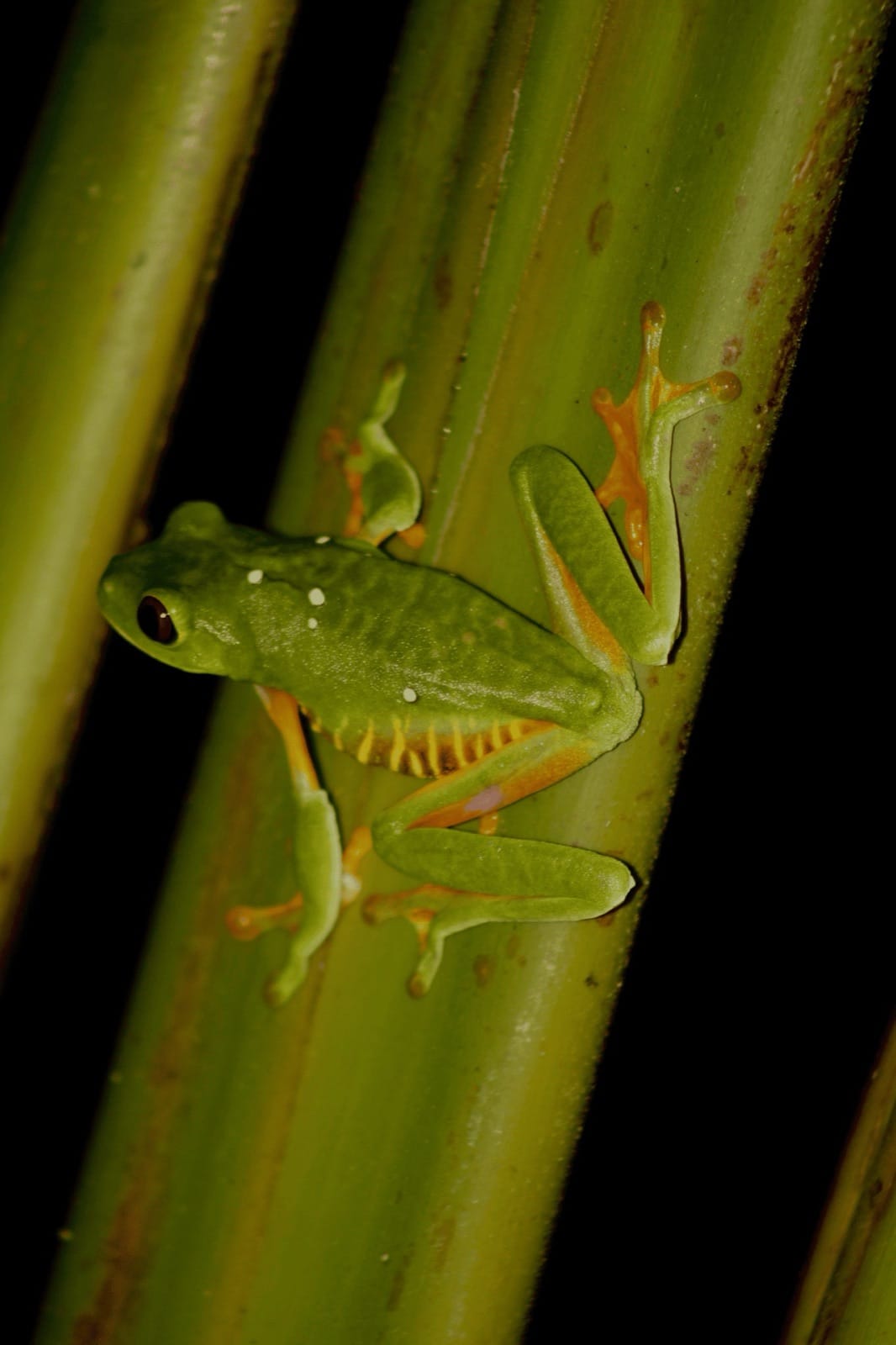 Gliding leaf frog climbing a plant stem at night near Jaco