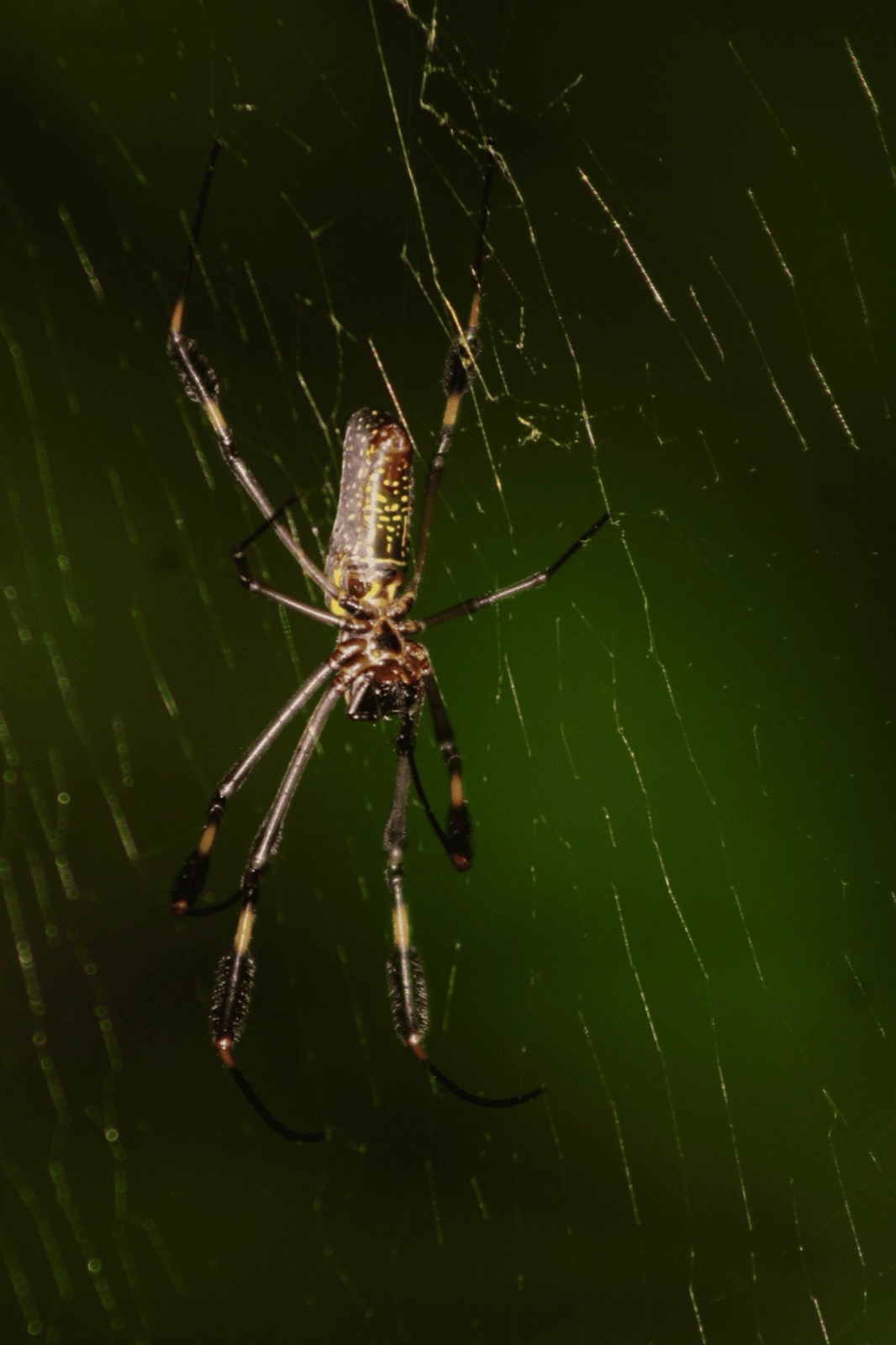 Golden silk orb-weaver spider in its web at night near Jaco