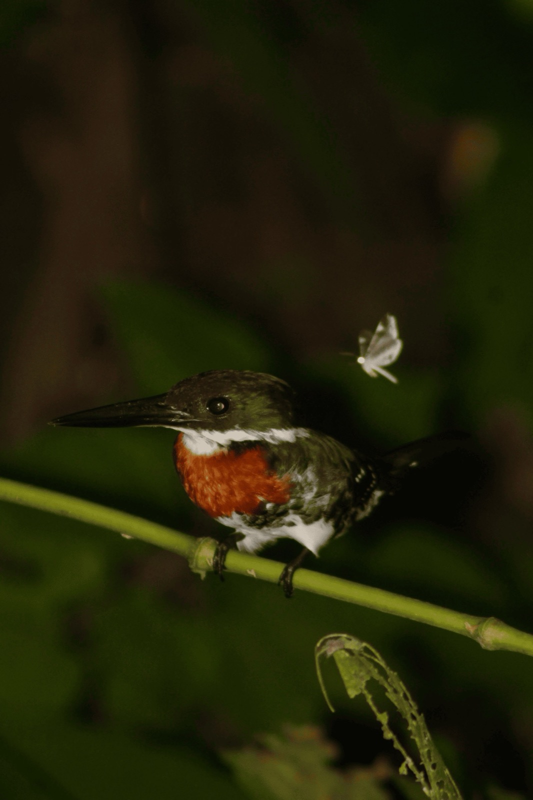 Kingfisher perched on a branch at night in the Jaco rainforest