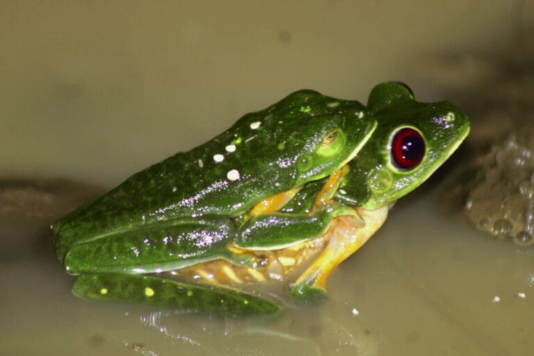Gliding leaf frog spotted on a night jungle tour in Jaco, Costa Rica