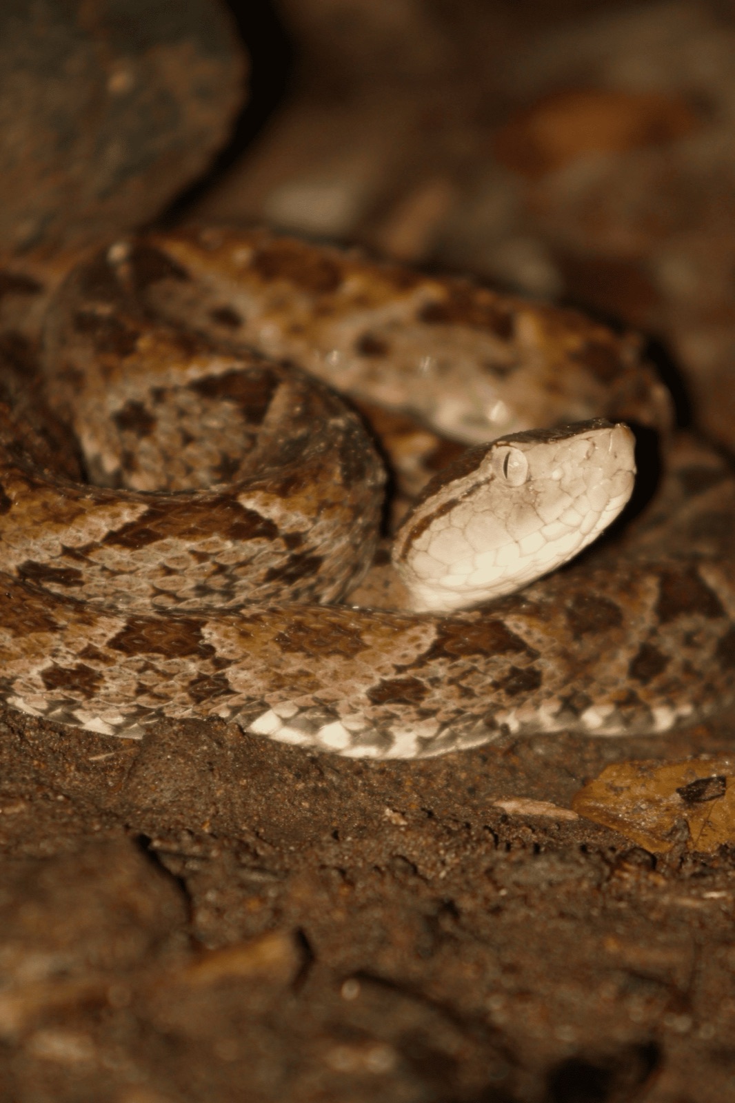Pit viper coiled on the forest floor, seen from a safe distance on a night tour
