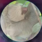 Manuel Antonio sloth