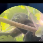 Manuel Antonio Monkey close up