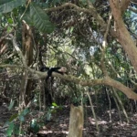 Monkey hanging from tree at Manuel Antonio Beach
