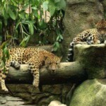 La paz Waterfall garden chita wild life