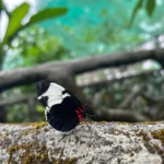 coffee plantation butterfly wild life