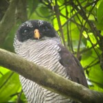 Black-and-white Owl (NC_ Strix nigrolineata)