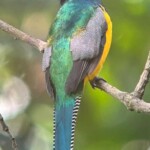 Black-throated trogon (NC_Trogon Rufus)