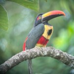 Fiery-billed aracari (NC_ Pteroglossus frantzii)
