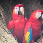 Scarlet macaw (NC_ Ara Macao)