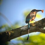 Turquoise-browed motmot (NC_ Eumomota Superciliosa)