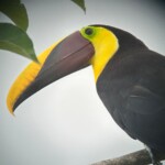 Yellow-throated Toucan (Ramphastos ambiguus)