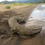 view a Crocodile in the tour
