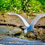 birds at the Crocodile tour