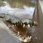 view a Crocodile in the river at the tour
