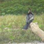 birds seen at the Crocodile tour