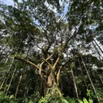 jaco waterfalls tour trees view