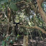 monkey hanging from tree in manuel antonio park