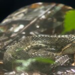 snake spoted at manuel antonio park
