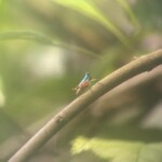 small wild life at manuel antonio park