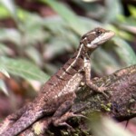 wild life at manuel antonio park