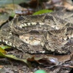 snake at manuel antonio park