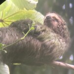 Sloth in Tree at Manuel Antonio Park