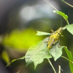 insectcs at manuel antonio park