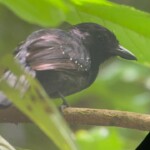Bird watching at manuel antonio