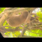 Manuel antonio sloth