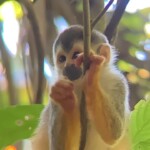 monkey at manuel antonio national park