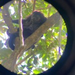 monkey at tree manuel antonio park