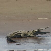 American crocodile resting on the banks of the Tarcoles River in Costa Rica