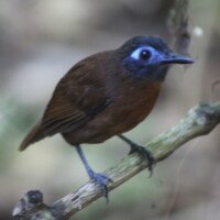 Blue-crowned manakin spotted in Manuel Antonio National Park Costa Rica