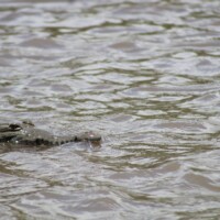 Crocodile swimming in the Tarcoles River during a wildlife tour