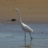 Great egret searching for food along the Tarcoles River in Costa Rica