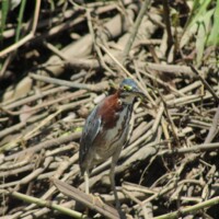 Green heron perched near the Tarcoles River in Costa Rica
