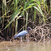 Mangrove habitat along the Tarcoles River in Costa Rica