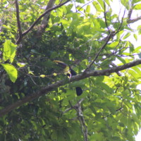Tropical bird spotted during a Jaco Waterfall Tour in Costa Rica