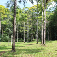 Rainforest clearing visited during a Jaco Waterfall Tour in Costa Rica