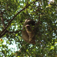 Sloth resting in a tree at Manuel Antonio National Park Costa Rica