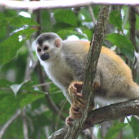 Squirrel monkey in Manuel Antonio National Park Costa Rica
